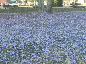 Jardin de Jacarandas